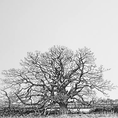 Spreading Oak in Winter - Limited Edition of 20 thumb