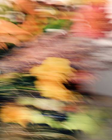Original Contemporary Floral Photography by Gali Eytan
