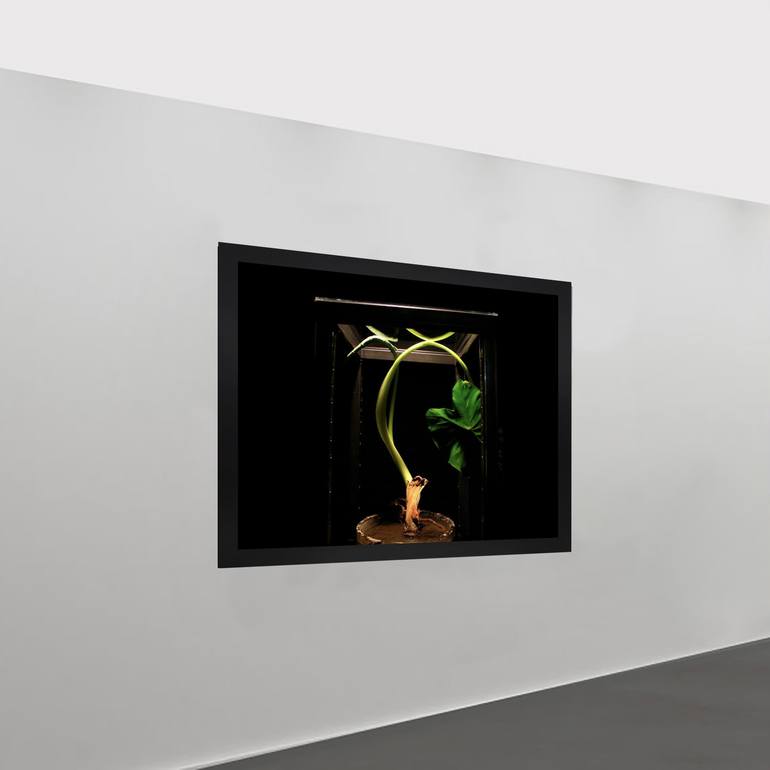 Original Modernism Nature Photography by Aram Asarian