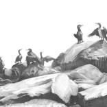 Cormorants on the coast by Julia Suprun
