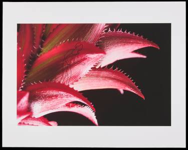 Original Conceptual Botanic Photography by Andrea E Gallery