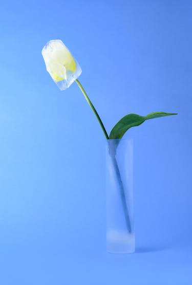 Original Contemporary Still Life Photography by Molino Studio