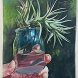Carnation of the Air shine on the right spot by Damian Kaliyeski