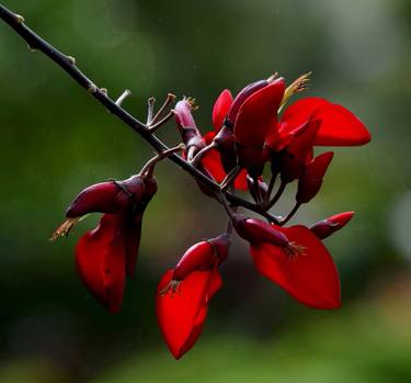 Original Art Deco Nature Photography by Quang Thái Lê