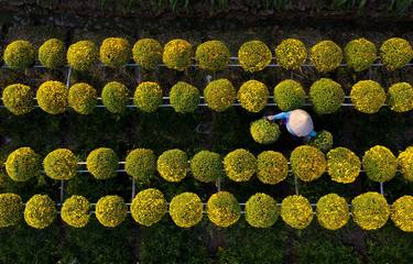 Original Folk Nature Photography by Quang Thái Lê