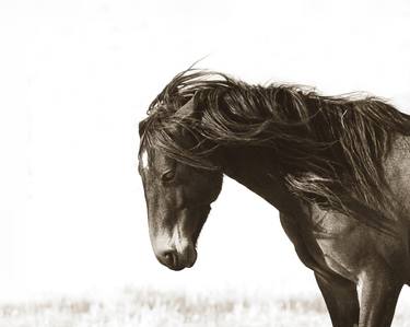 Original Contemporary Horse Photography by Carole Jackson
