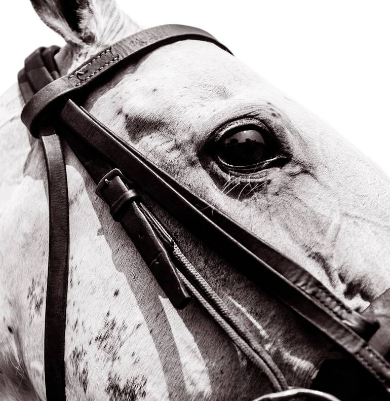 Original Abstract Horse Photography by Amrita Bilimoria