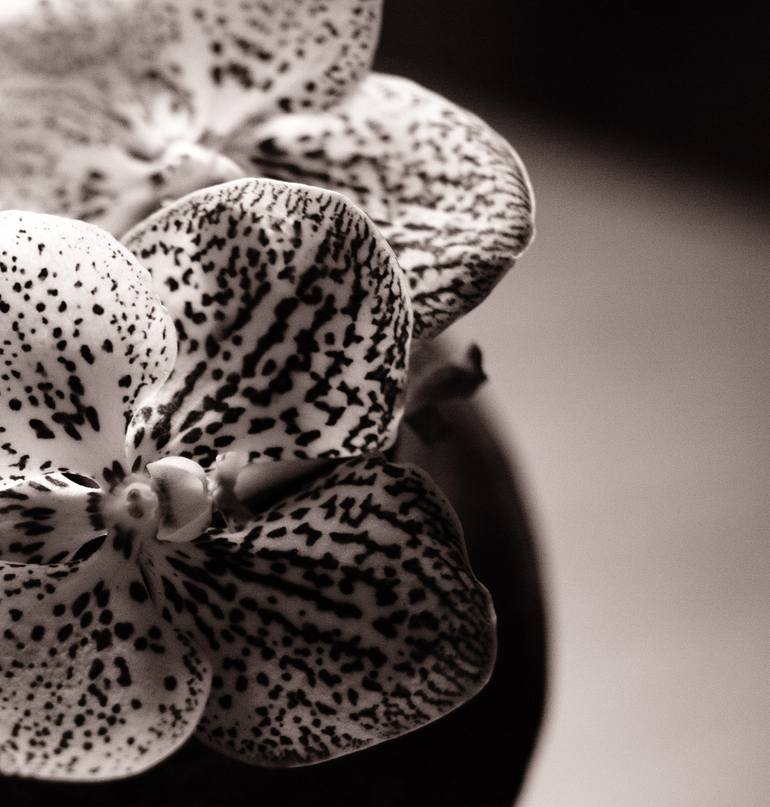 Original Contemporary Floral Photography by Amrita Bilimoria