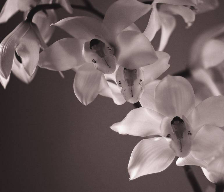 Original Black & White Floral Photography by Amrita Bilimoria