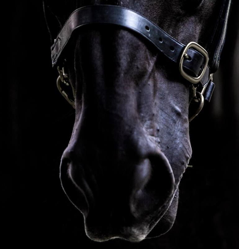 Original Contemporary Horse Photography by Amrita Bilimoria