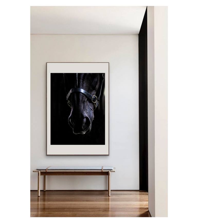 Original Contemporary Horse Photography by Amrita Bilimoria