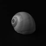 Nautica Lineata Seashell, Studio by Massimo Conti