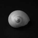 Nautica Lineata Seashell by Massimo Conti