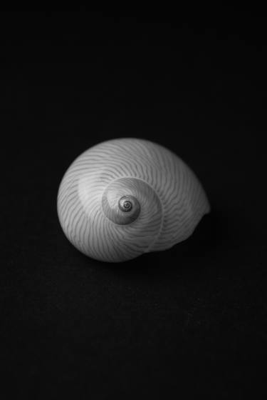 Nautica Lineata Seashell thumb