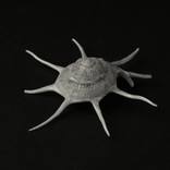 Japanese Star Shell (Yoka Star) by Massimo Conti