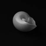 Nautica Lineata Seashell by Massimo Conti