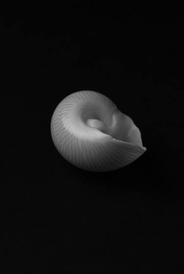 Nautica Lineata Seashell thumb