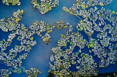 Original Abstract Botanic Photography by Stacy Tompkins