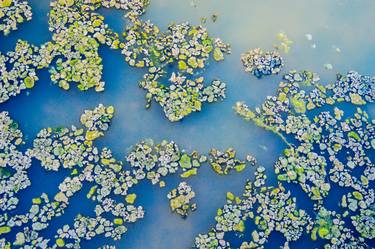 Original Abstract Botanic Photography by Stacy Tompkins