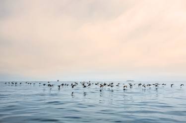 Flock of Cormorants II thumb