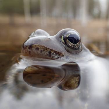 Original Photorealism Nature Photography by Fredrik Broman