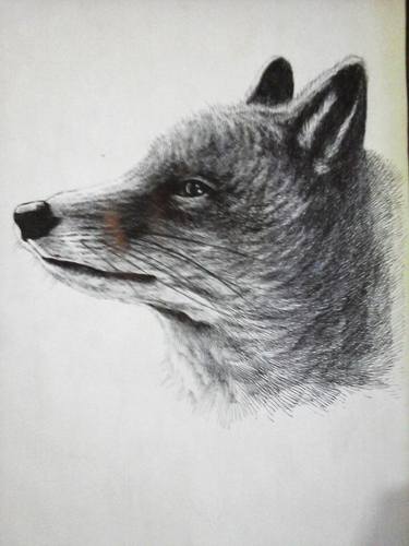 Original Realism Animal Drawings by barmalisi RTB