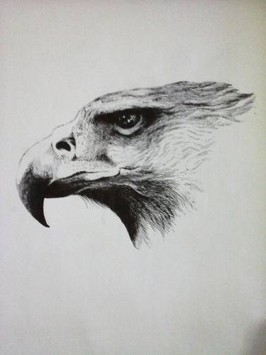 Original Realism Animal Drawings by barmalisi RTB