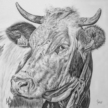 Original Cows Drawings by Bodo Gsedl