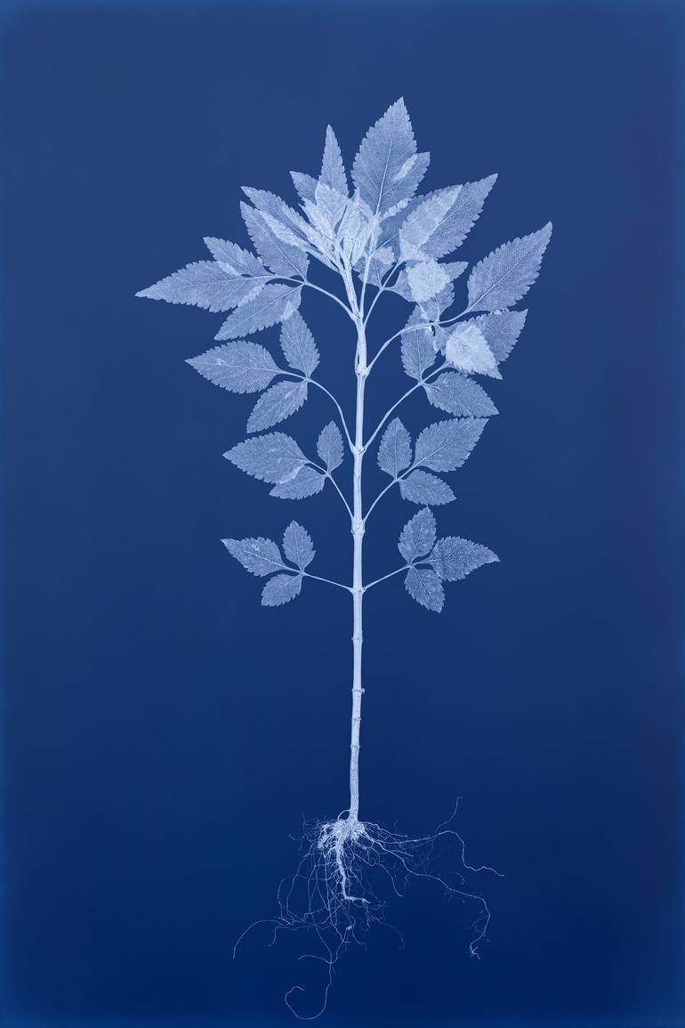 Original Botanic Photography by Geunhee Choe | Digital Art Art on Paper | Split-lip hempnettle