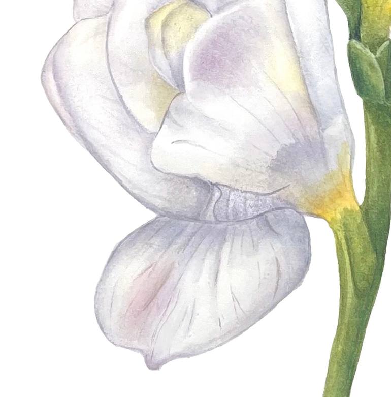 Original Illustration Botanic Painting by Olha Shulhina