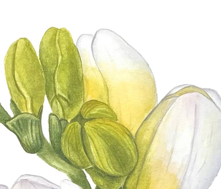 Original Illustration Botanic Painting by Olha Shulhina