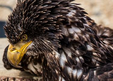 Eagle Portrait thumb