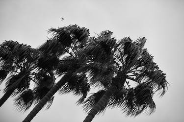 The Birds in Melting Palms thumb