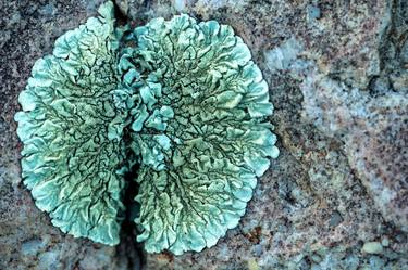 Lichen Brainlike - Limited Edition 1 of 50 thumb