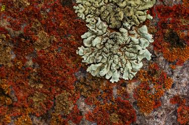 Lichen in Red and Green - Limited Edition 1 of 50 thumb