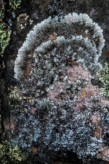 A Lichen Flourish - Limited Edition 1 of 50 thumb