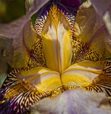Saatchi Art Artist Rory Isserow; Photography, “Iris in Gold - Limited Edition 1 of 10” #art