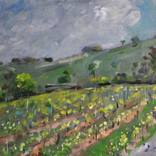 Vineyard, West Sussex by Andre Pallat