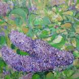 Lilacs in May 2022 (3) by Animesh Roy