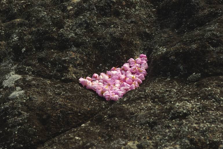 fallen pink baronia flowers arranged into triangle indent in rock (ephemeral dance) - Print