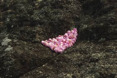 fallen pink baronia flowers arranged into triangle indent in rock (ephemeral dance) thumb