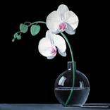 Collection Design Style: Livable Luxury