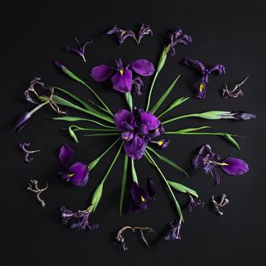 Original Art Deco Botanic Photography by Tamara Morozova