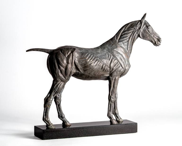 Original Horse Sculpture by Barry Davies | Figurative Art on Bronze | Anatomical study of a horse