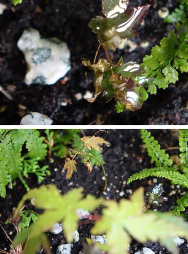 SWITCHING 2 | to repot Japanese maple in Germany using Korean cutlery | edition of 15 thumb