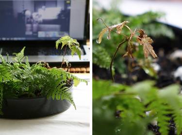 SWITCHING 1 | to repot Japanese maple in Germany using Korean cutlery | edition of 15 thumb