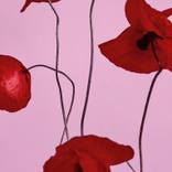 Collection Best of 2025: Photography