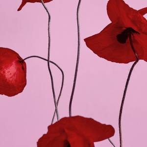 Collection Monet’s Garden