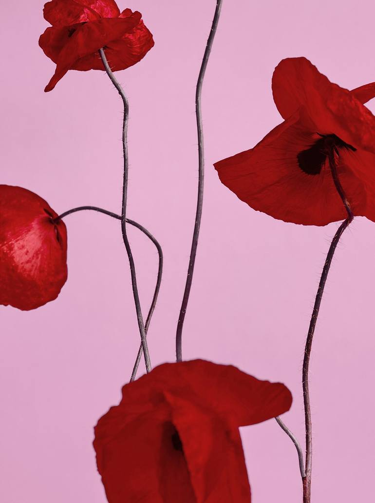 Original Contemporary Floral Photography by Catalin Marcu