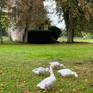 The geese in front of the dove house.